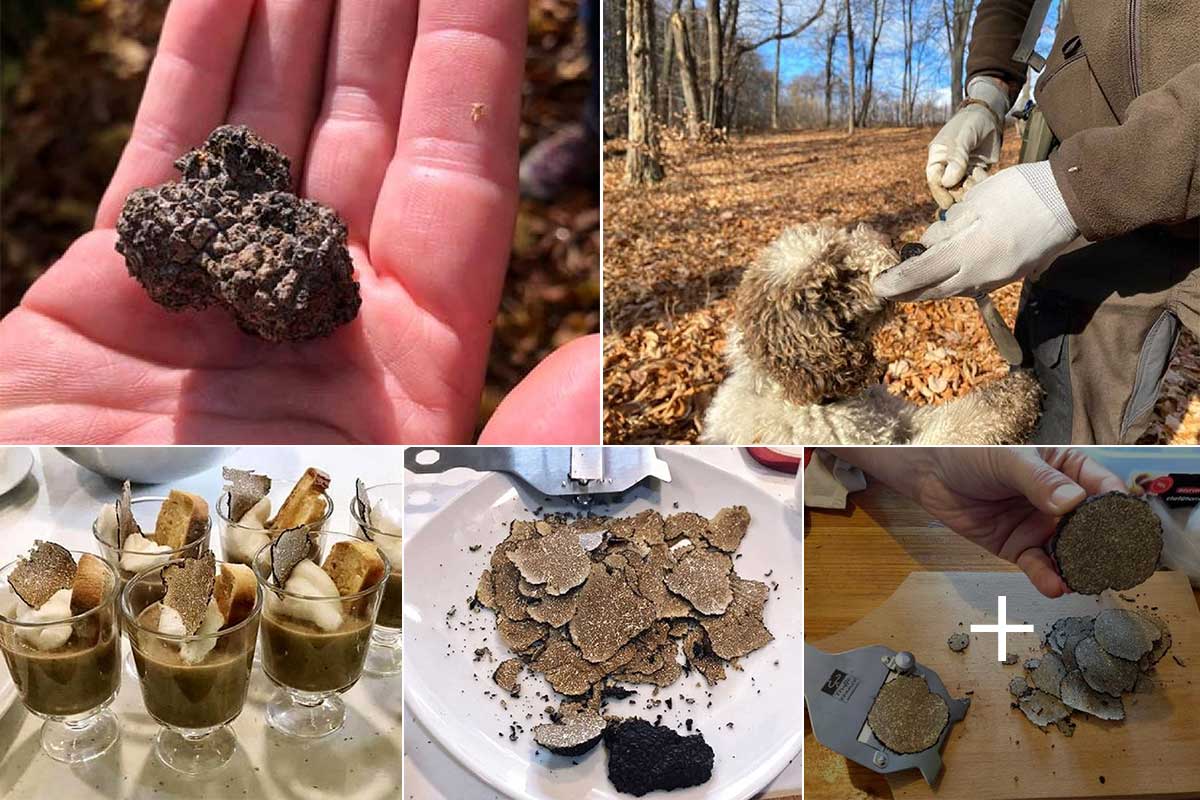 Weekend Truffle Hunt | October and November 2024